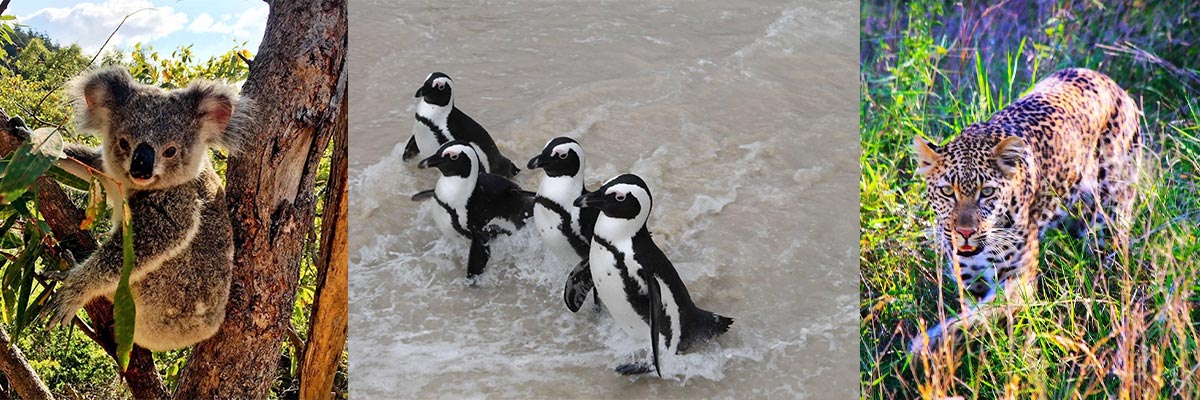 Photo collage of a koala, penguins and leopard