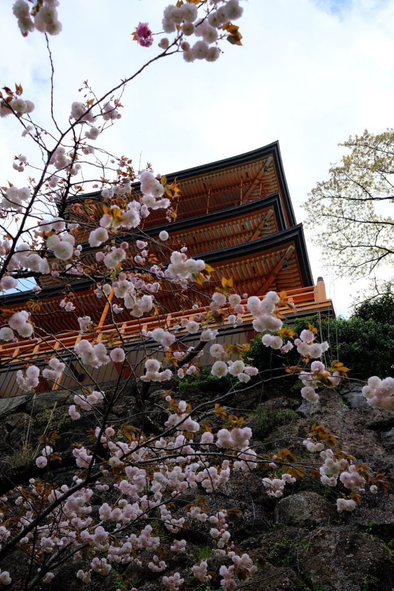 Cherry blossoms with temple in the background