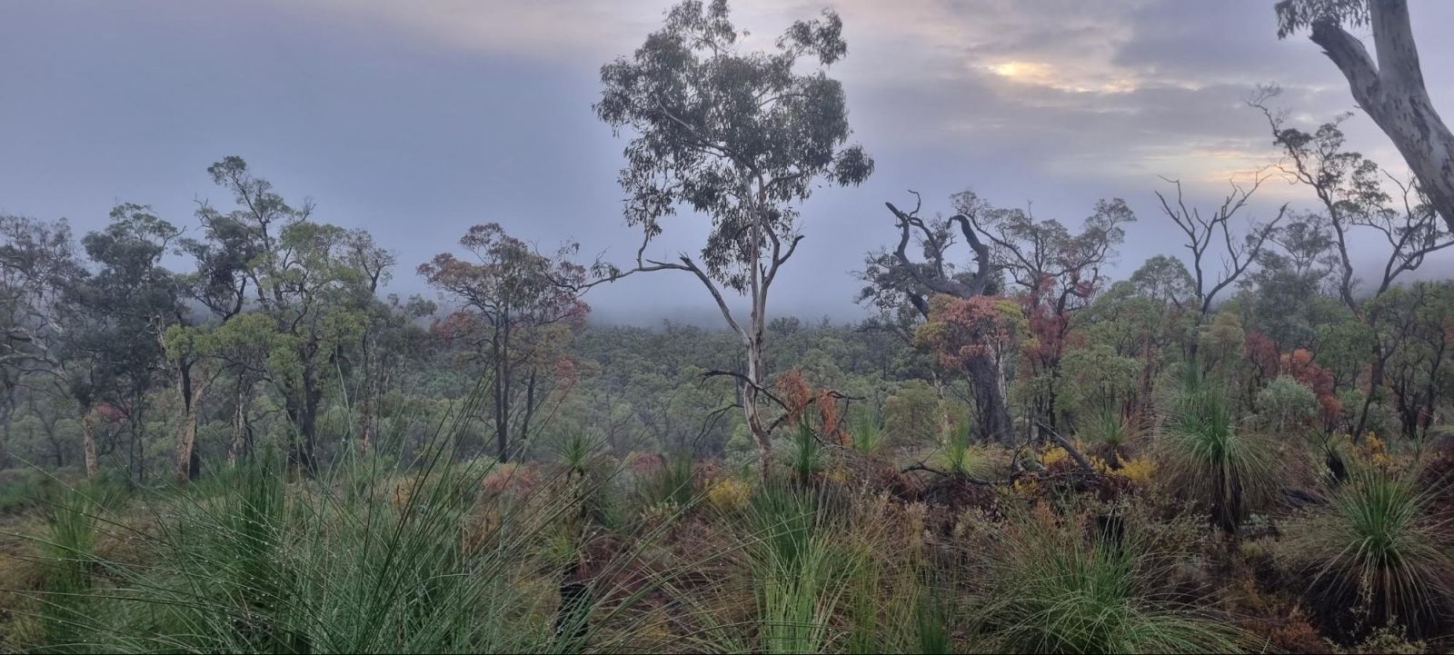 Australian bush landscape with gum trees