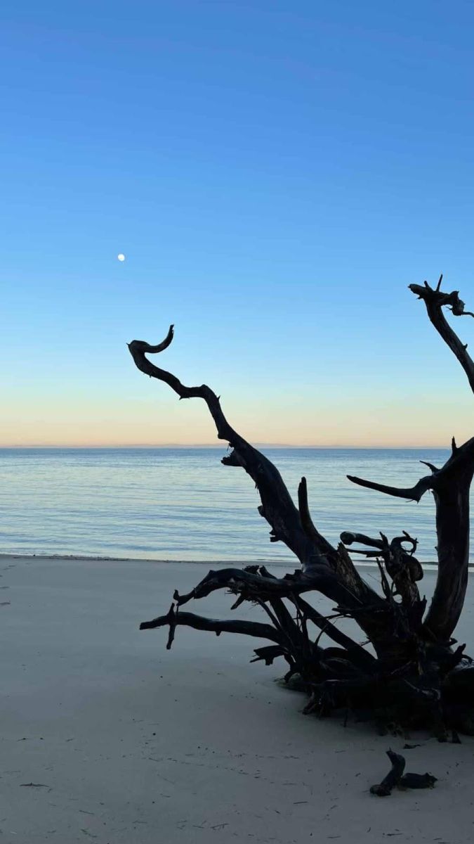 Driftwood on the sand with the ocean in the background