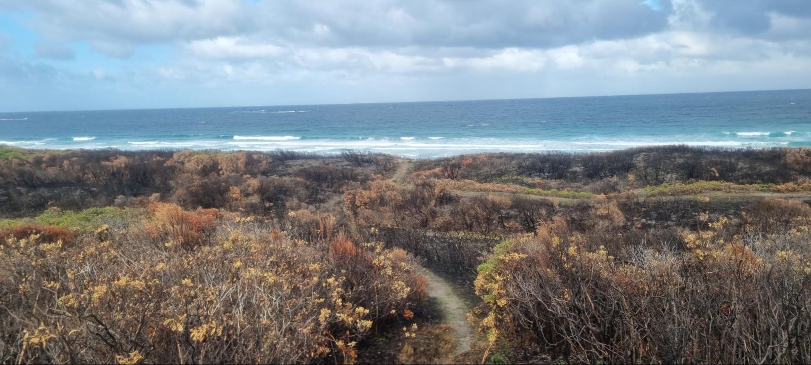 Image of the ocean with shrubby heathland in the foreground